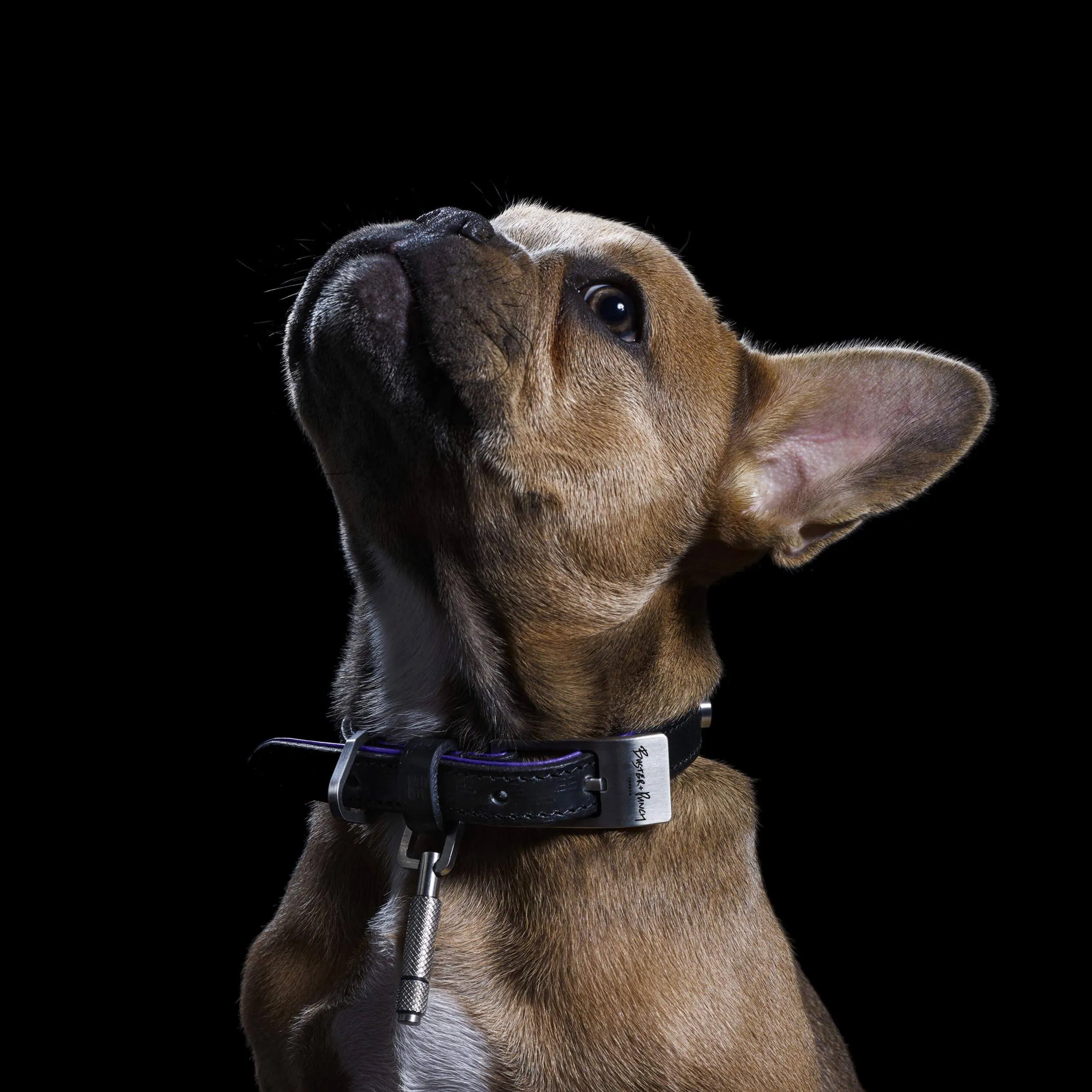 Buster Black and Purple Dog Collar