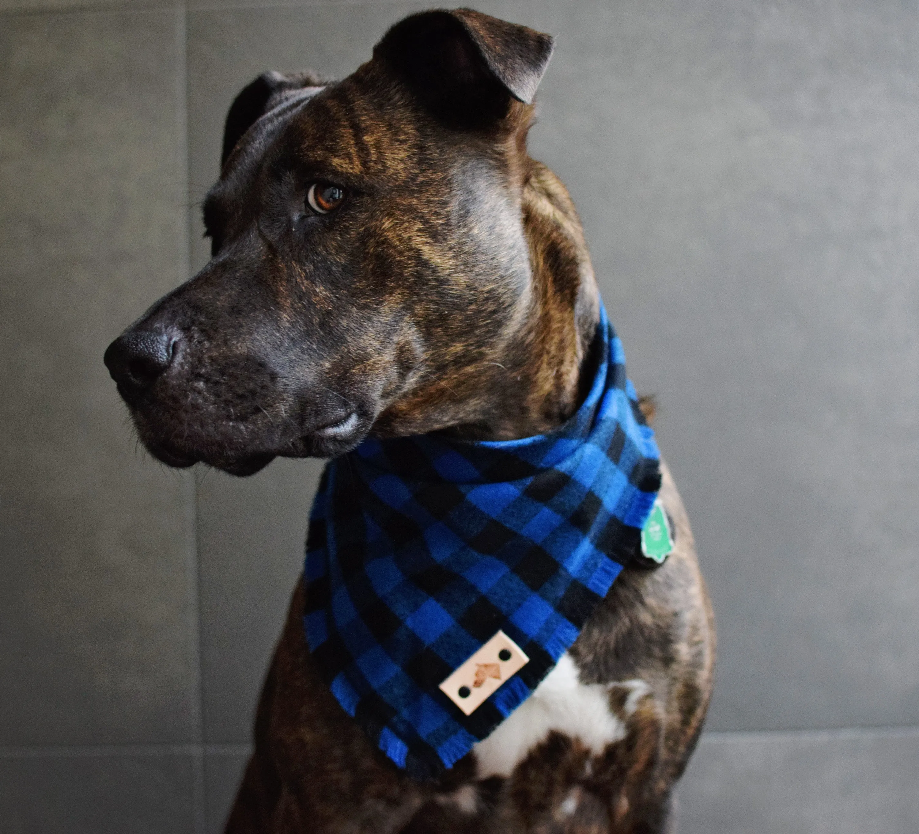 COBALT Fringed Flannel Dog Bandana - Snap/Tie On Cotton Scarf