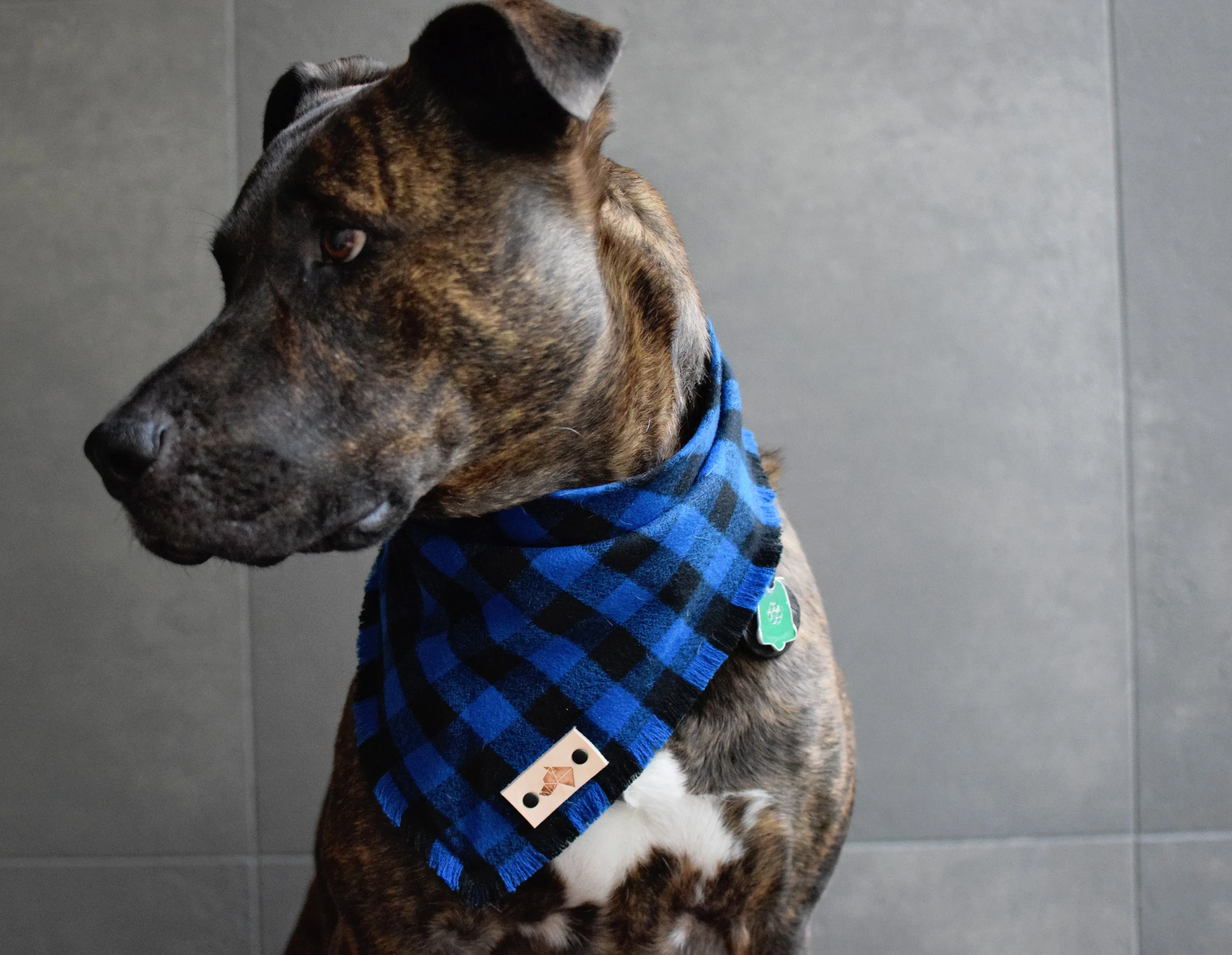 COBALT Fringed Flannel Dog Bandana - Snap/Tie On Cotton Scarf