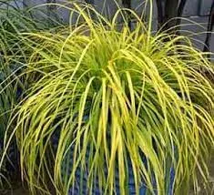 EverColor® Sedge Grass