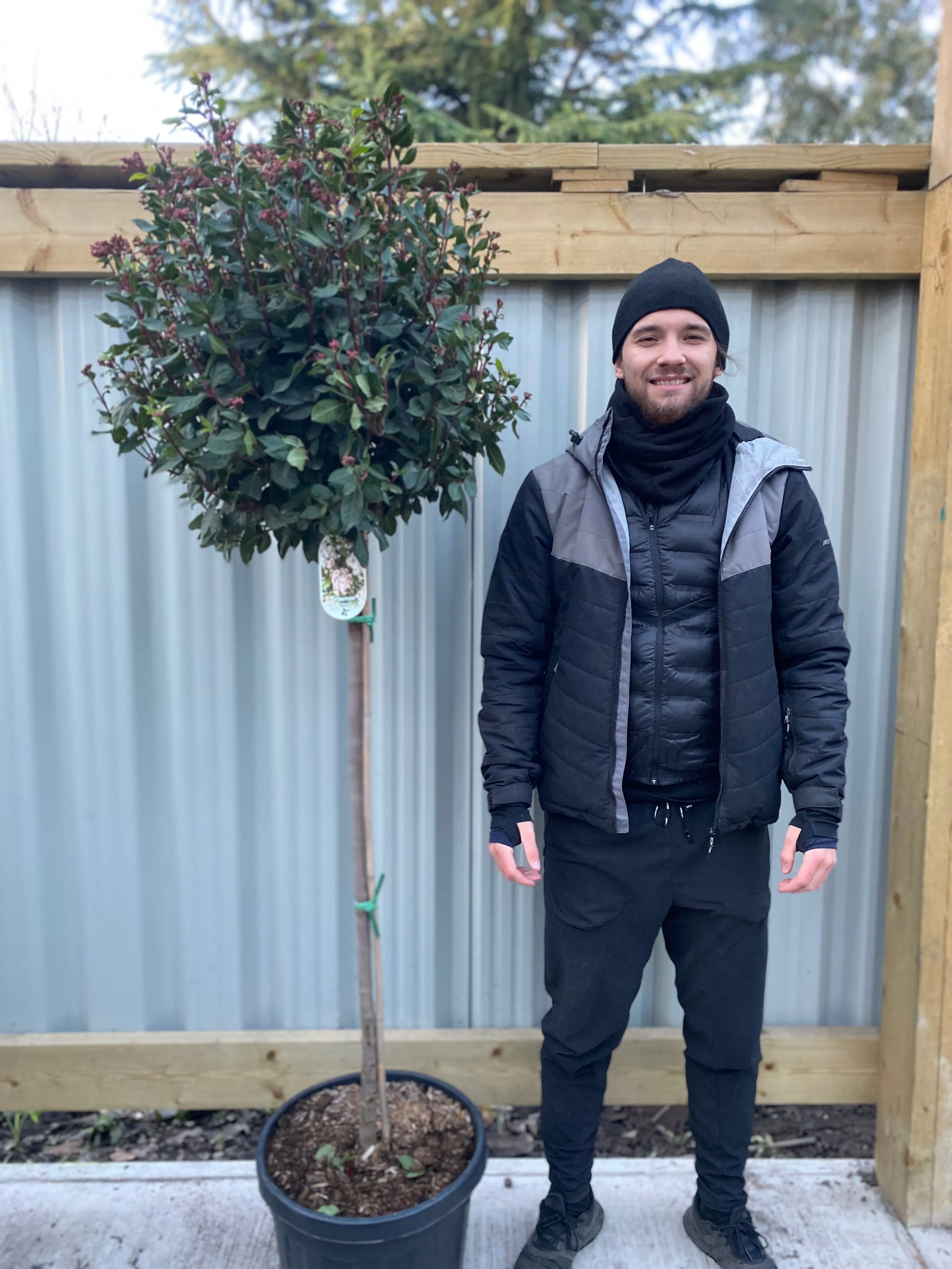 Half Standard Viburnum tinus 'Eve Price'