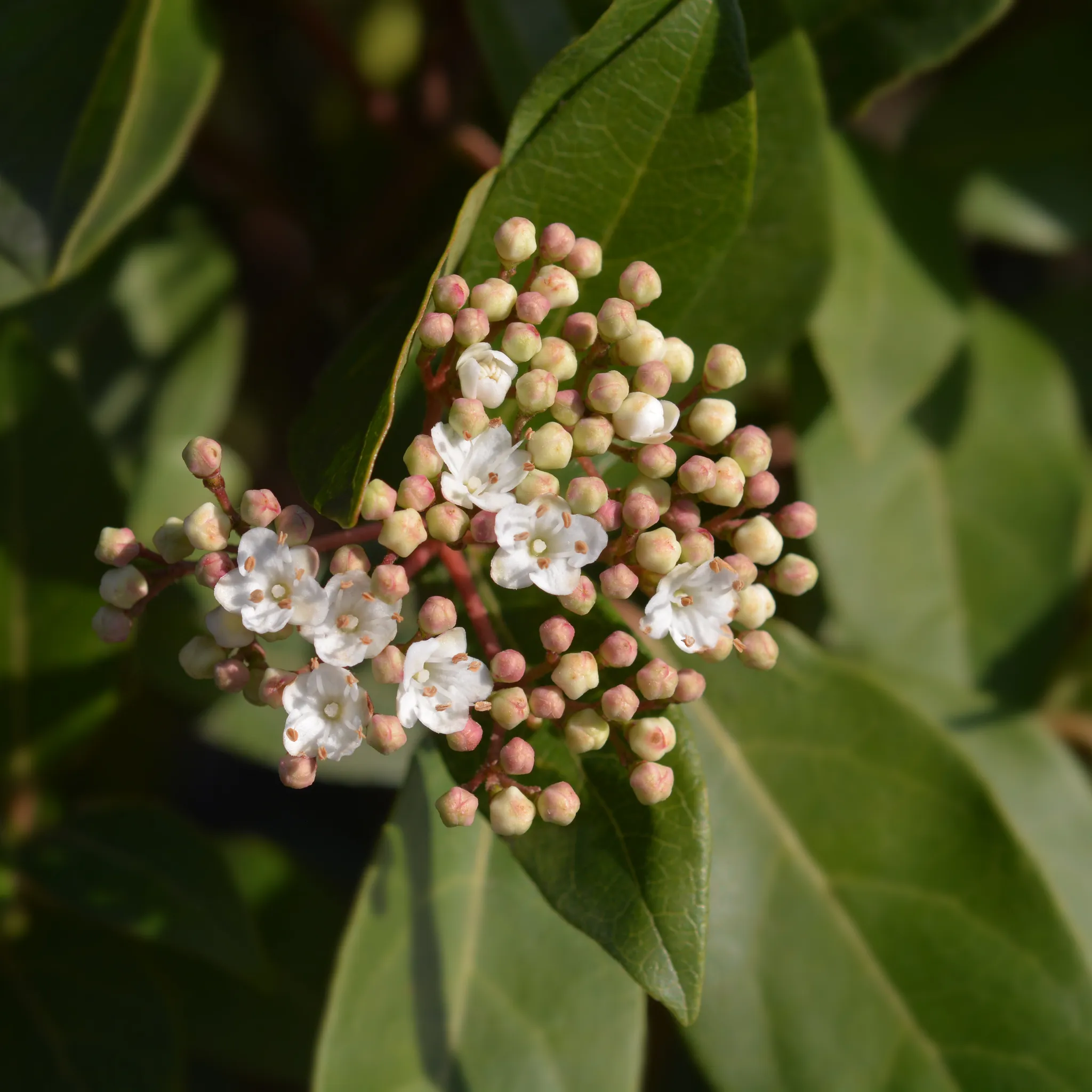 Half Standard Viburnum tinus 'Eve Price'