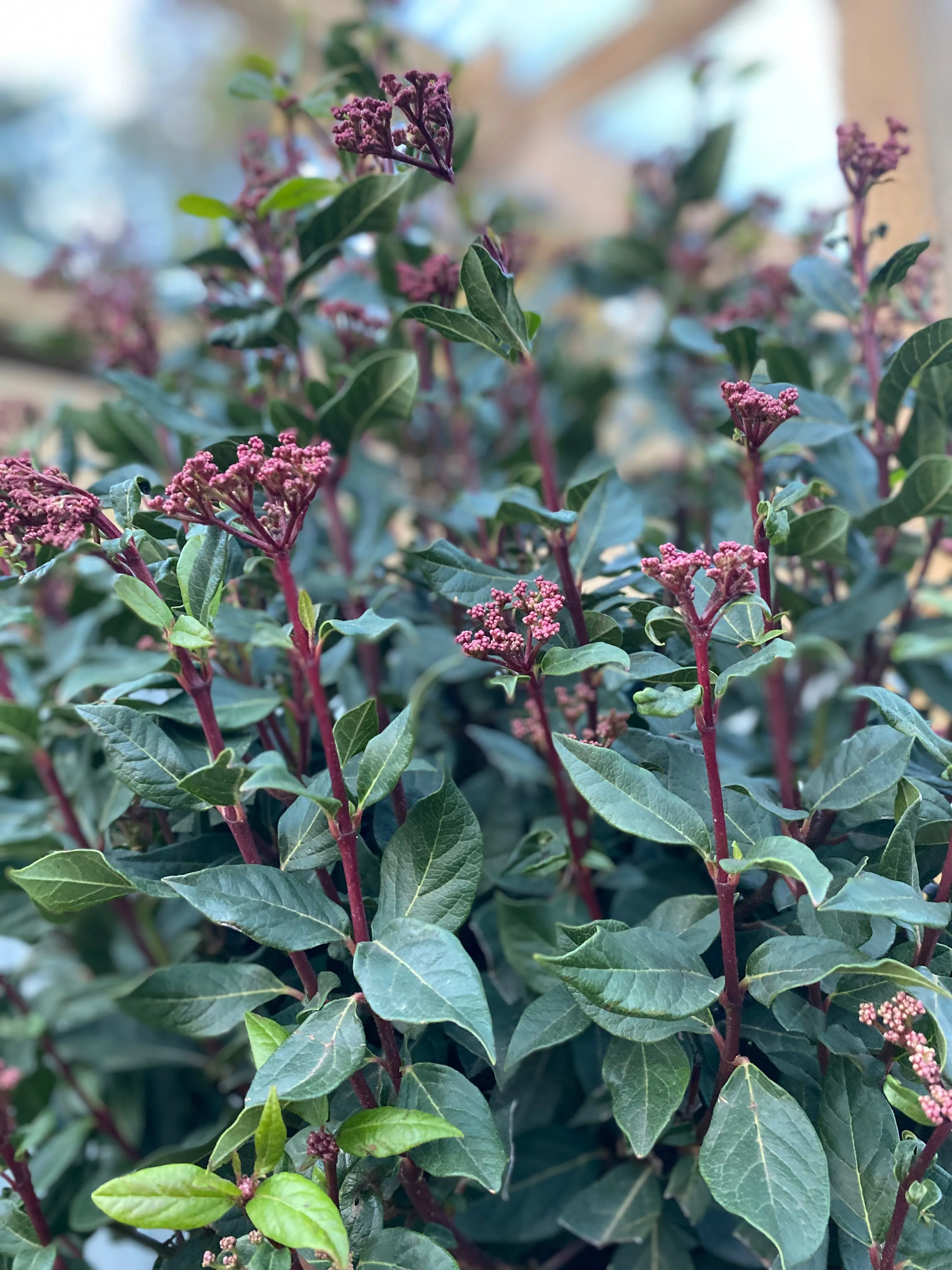 Half Standard Viburnum tinus 'Eve Price'