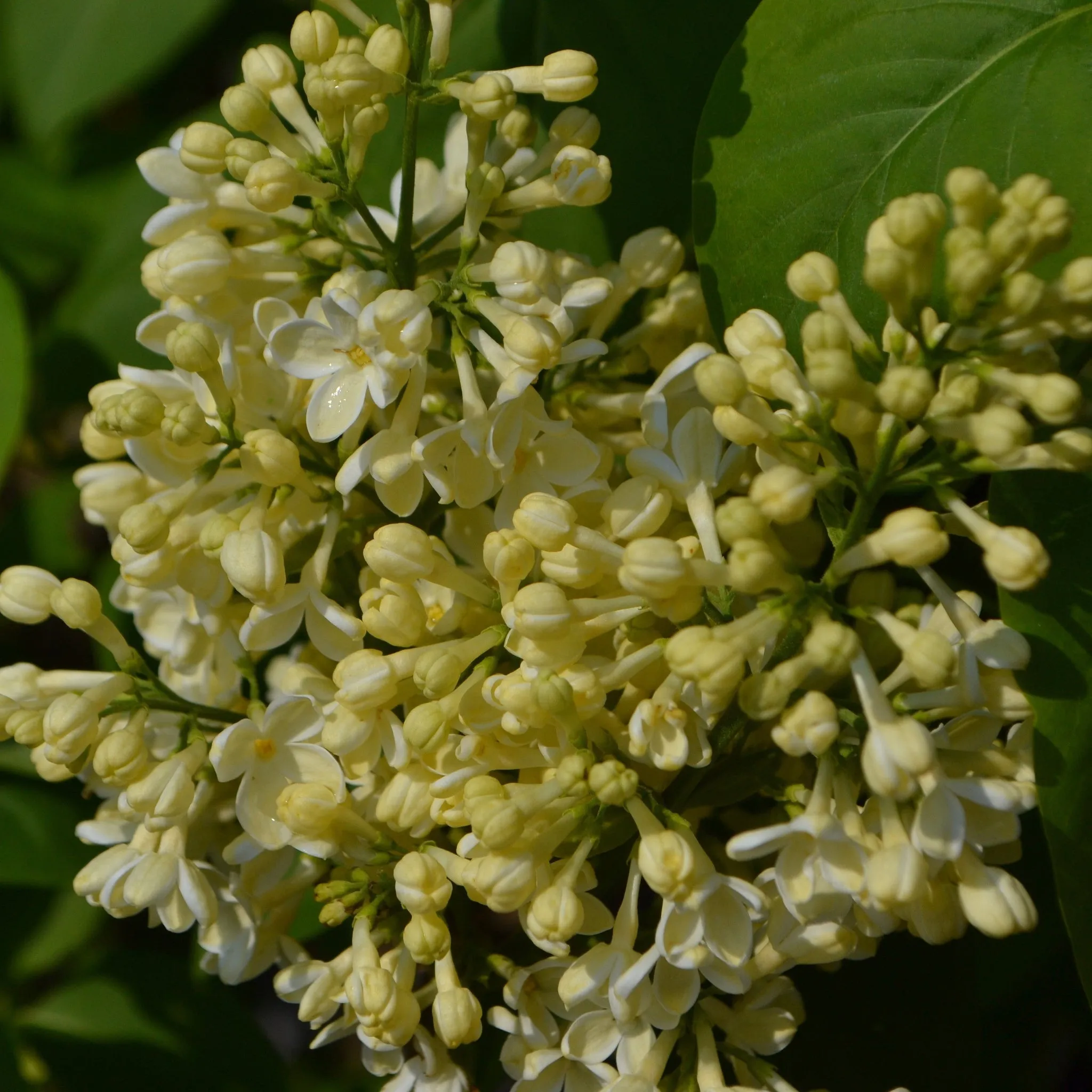 Syringa vulgaris (Lost Label) 5L