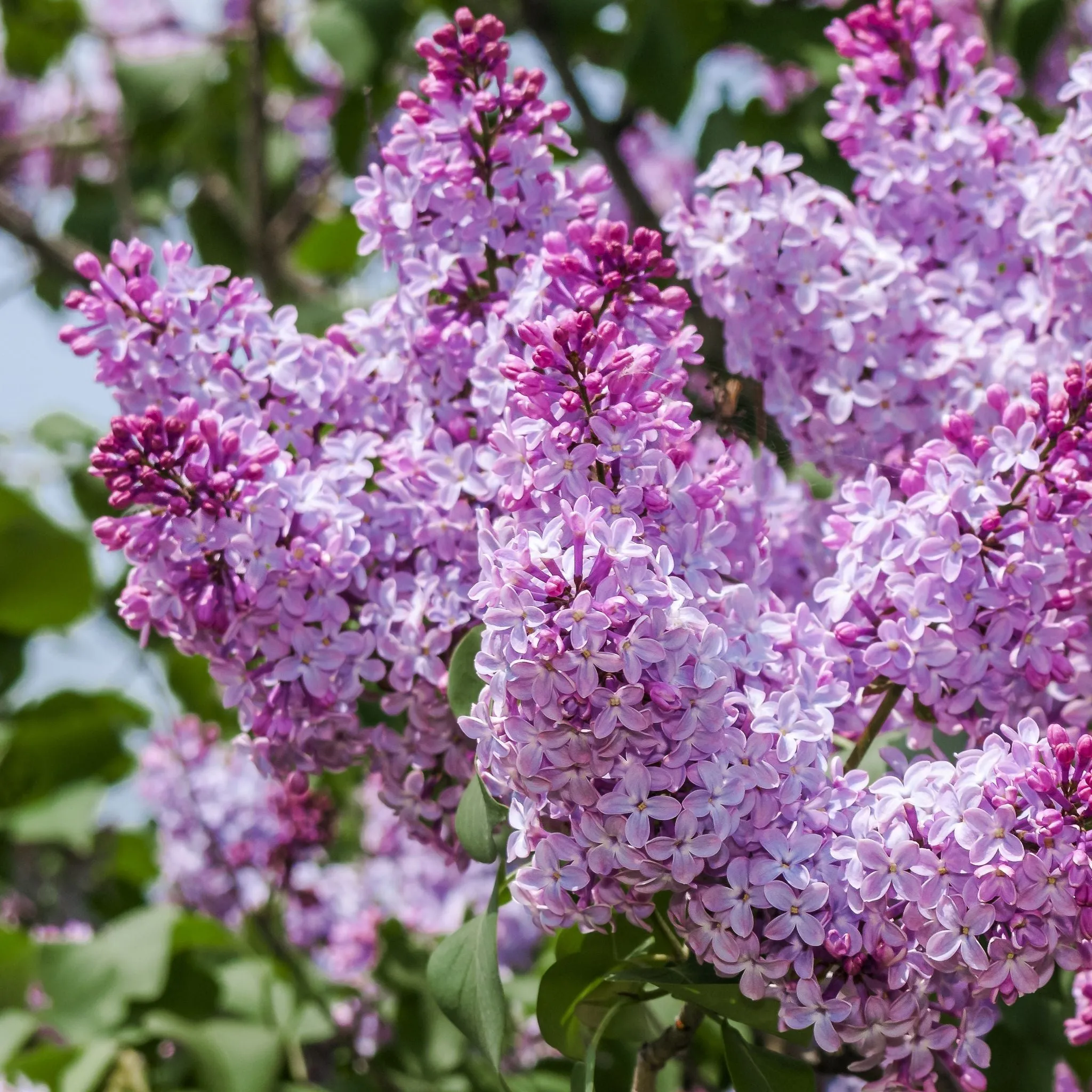 Syringa vulgaris (Lost Label) 5L