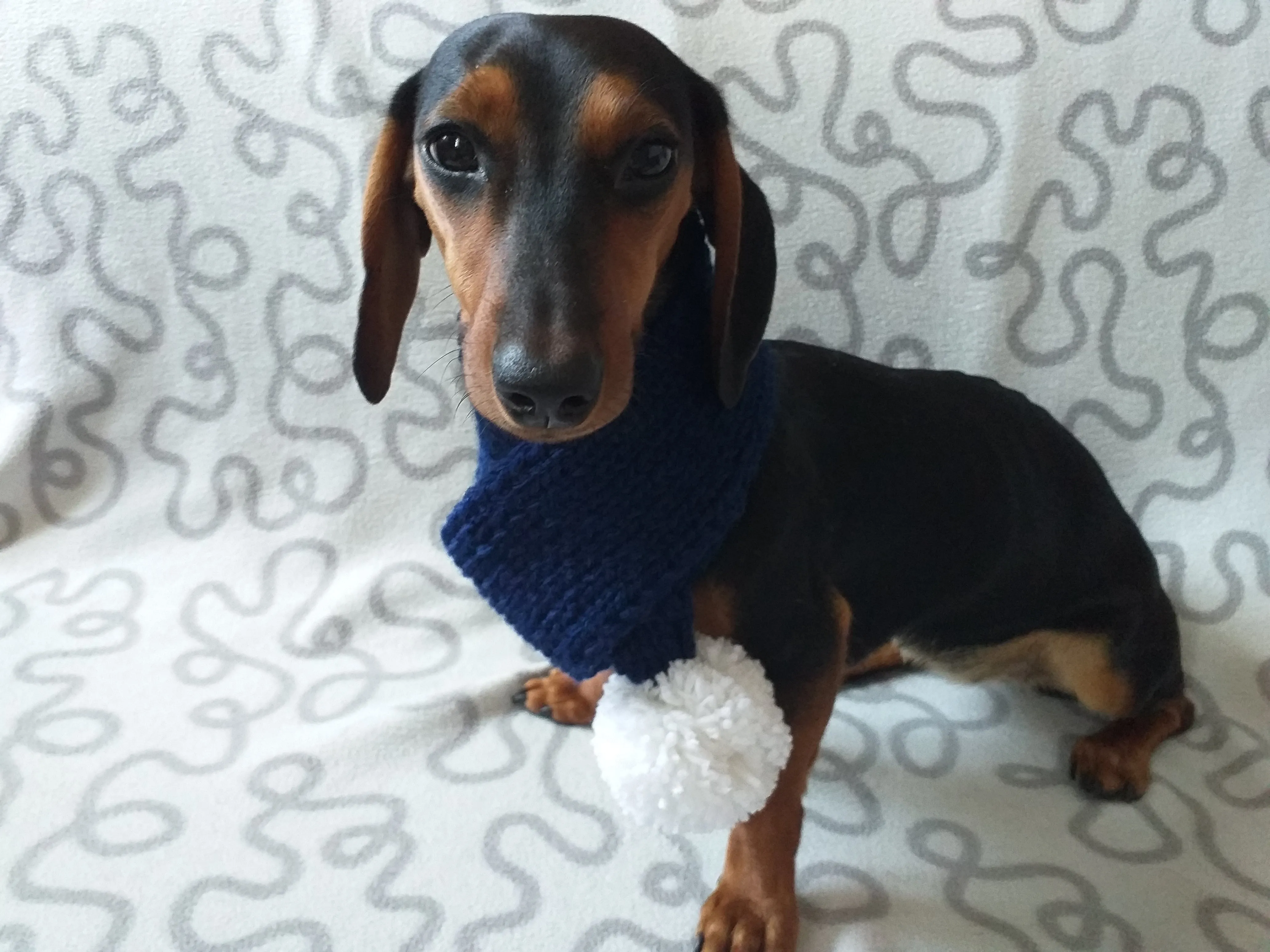 Woolen christmas dog scarf with pom pom, knitted small dog neck warmer, dachshund and small dog scarf snood with pom pom